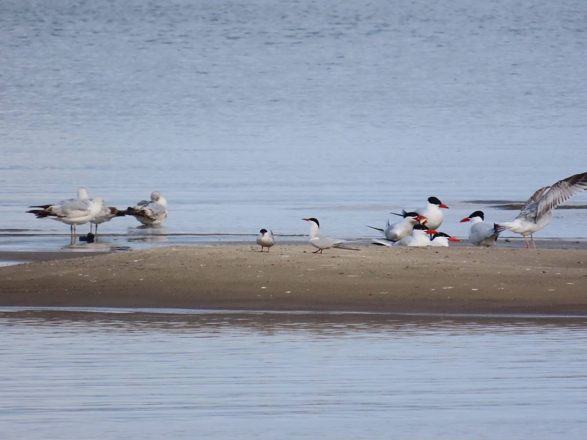 Sterne pierregarin - ML644686799