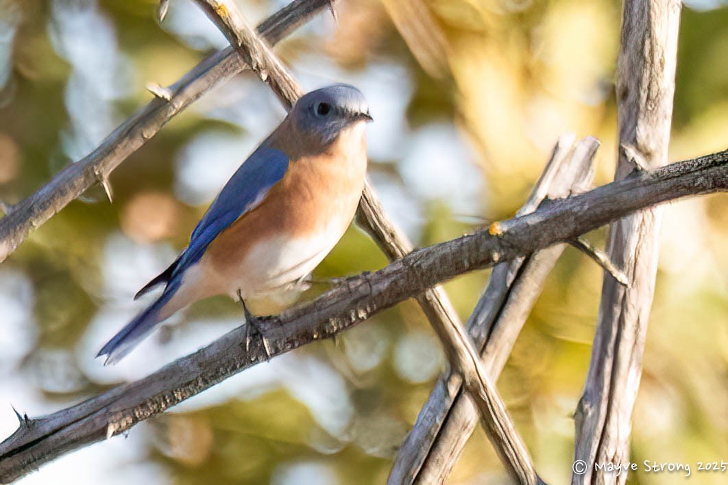 Merlebleu de l'Est - ML644686800
