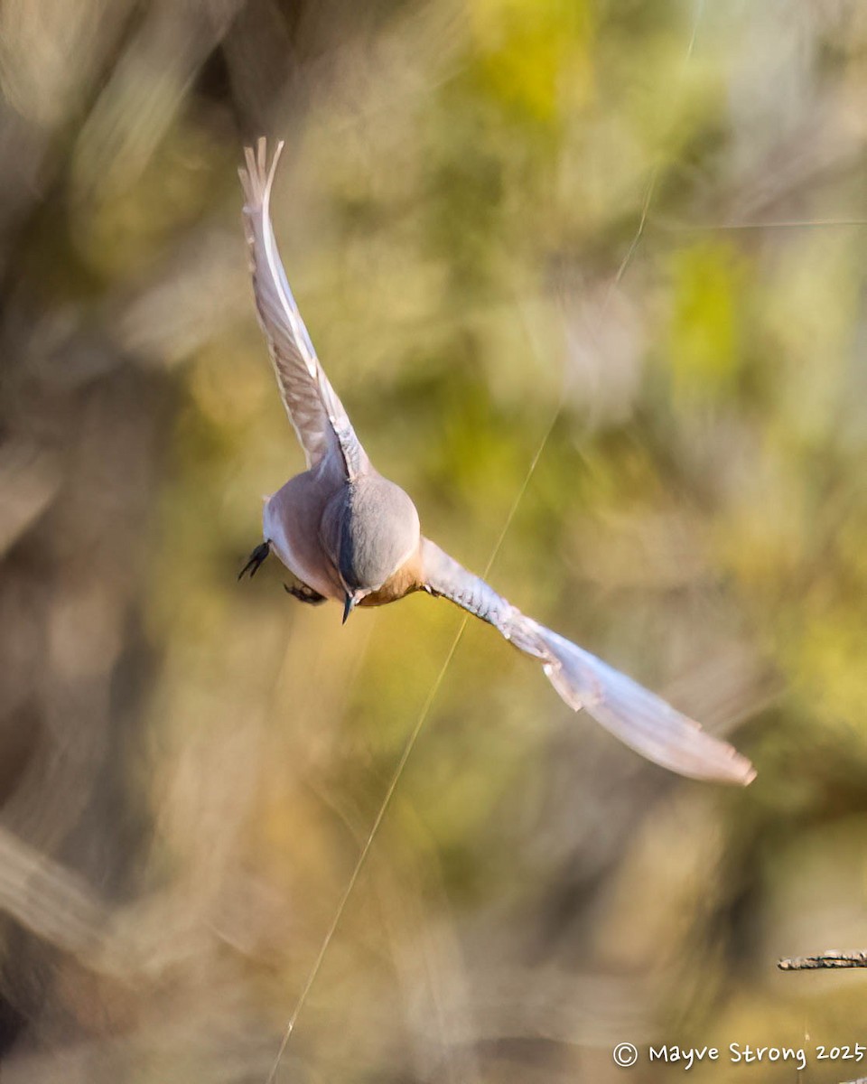 Merlebleu de l'Est - ML644686801