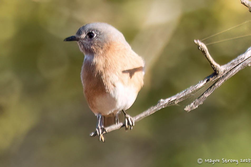 Merlebleu de l'Est - ML644686802
