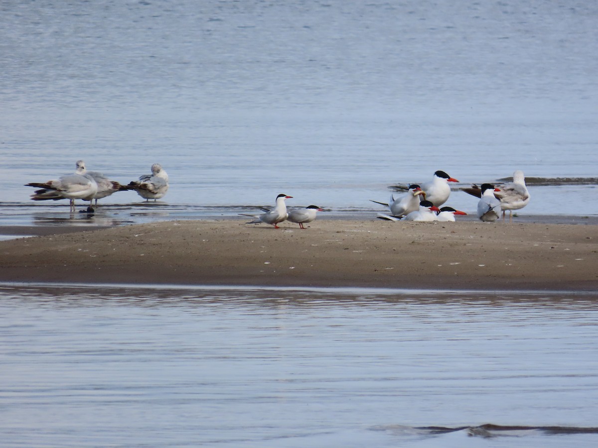 Sterne pierregarin - ML644686804