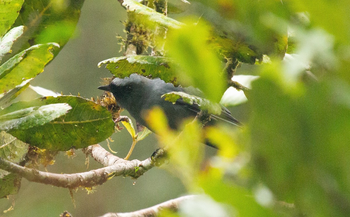 skiferflueskvett - ML644686807