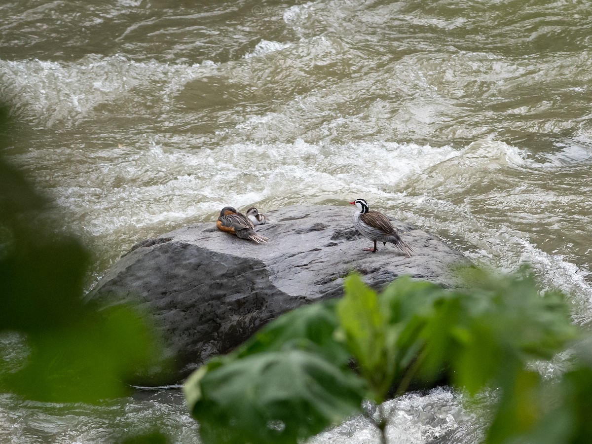 Torrent Duck - ML644686809