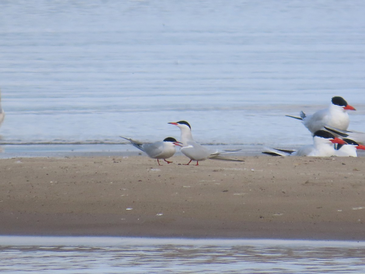 Sterne pierregarin - ML644686810