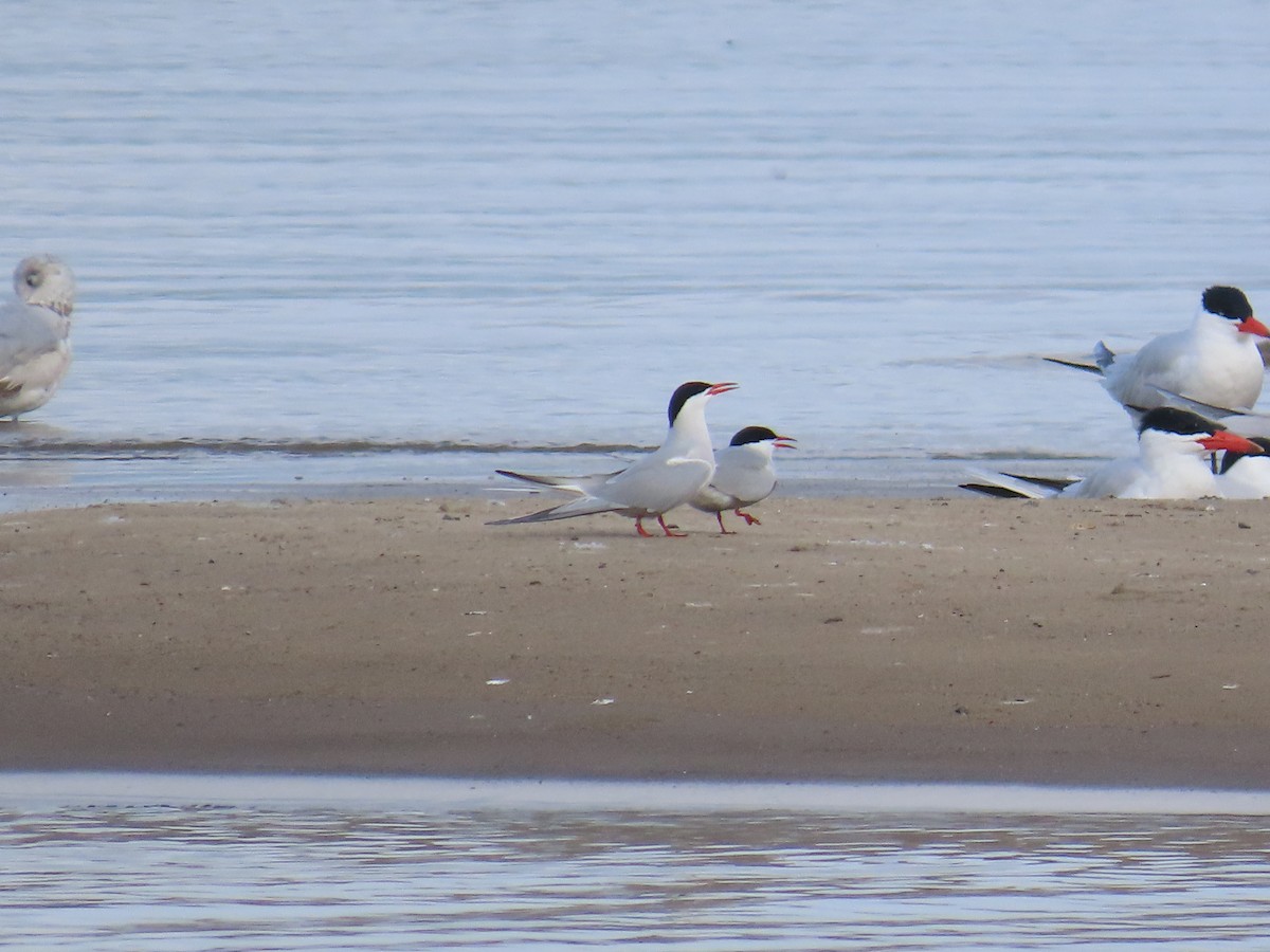 Sterne pierregarin - ML644686811