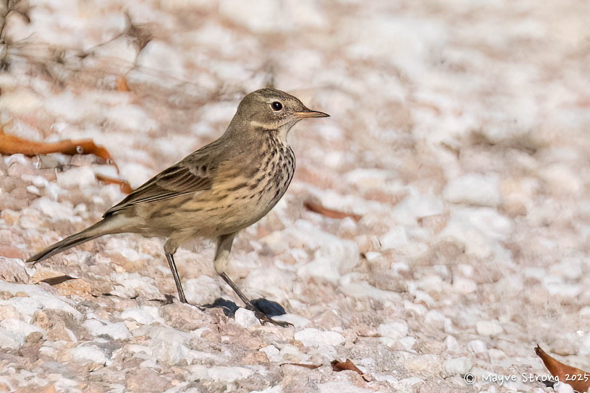 Pipit d'Amérique - ML644686813