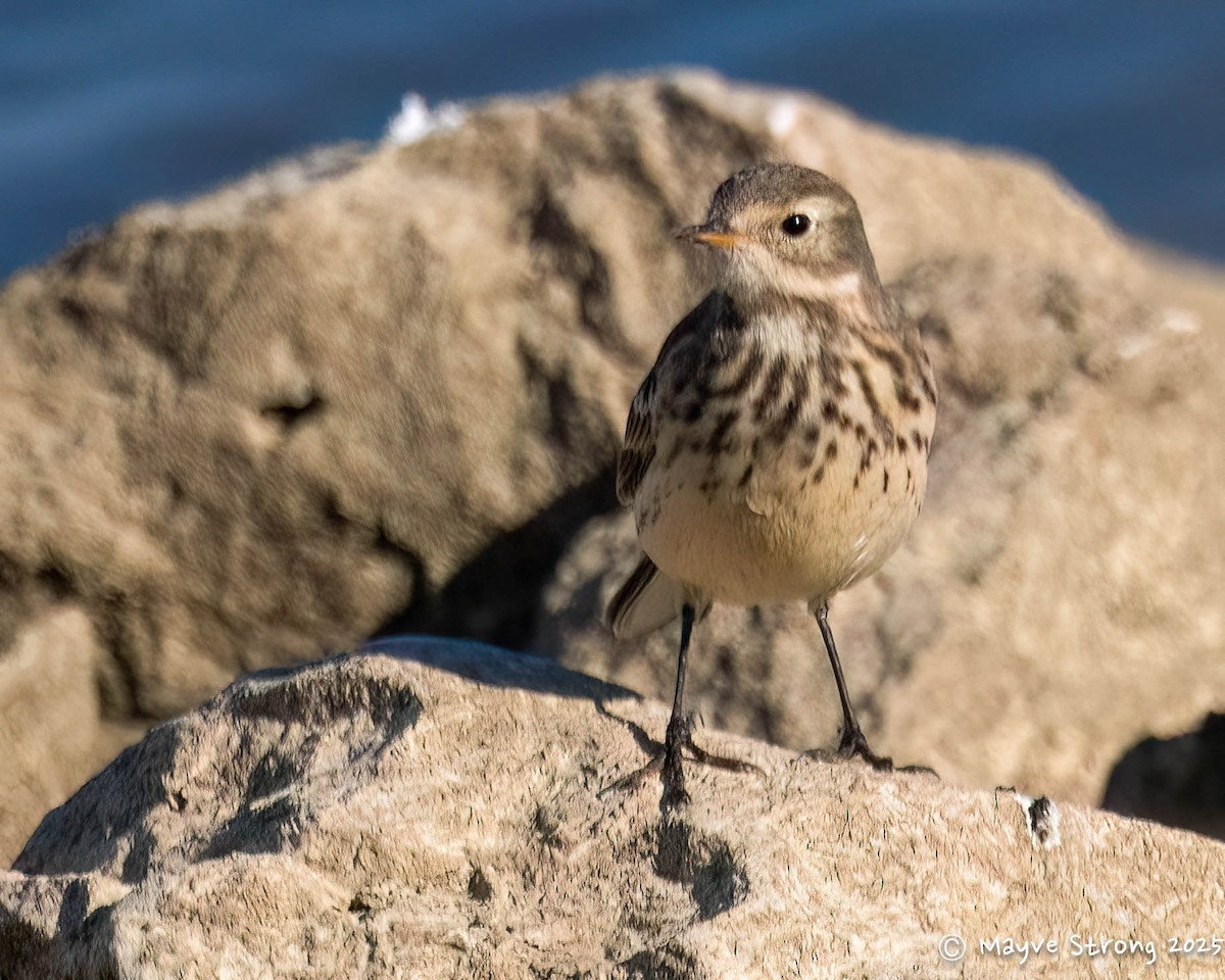 Pipit d'Amérique - ML644686814