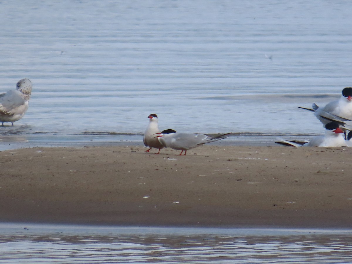 Sterne pierregarin - ML644686817