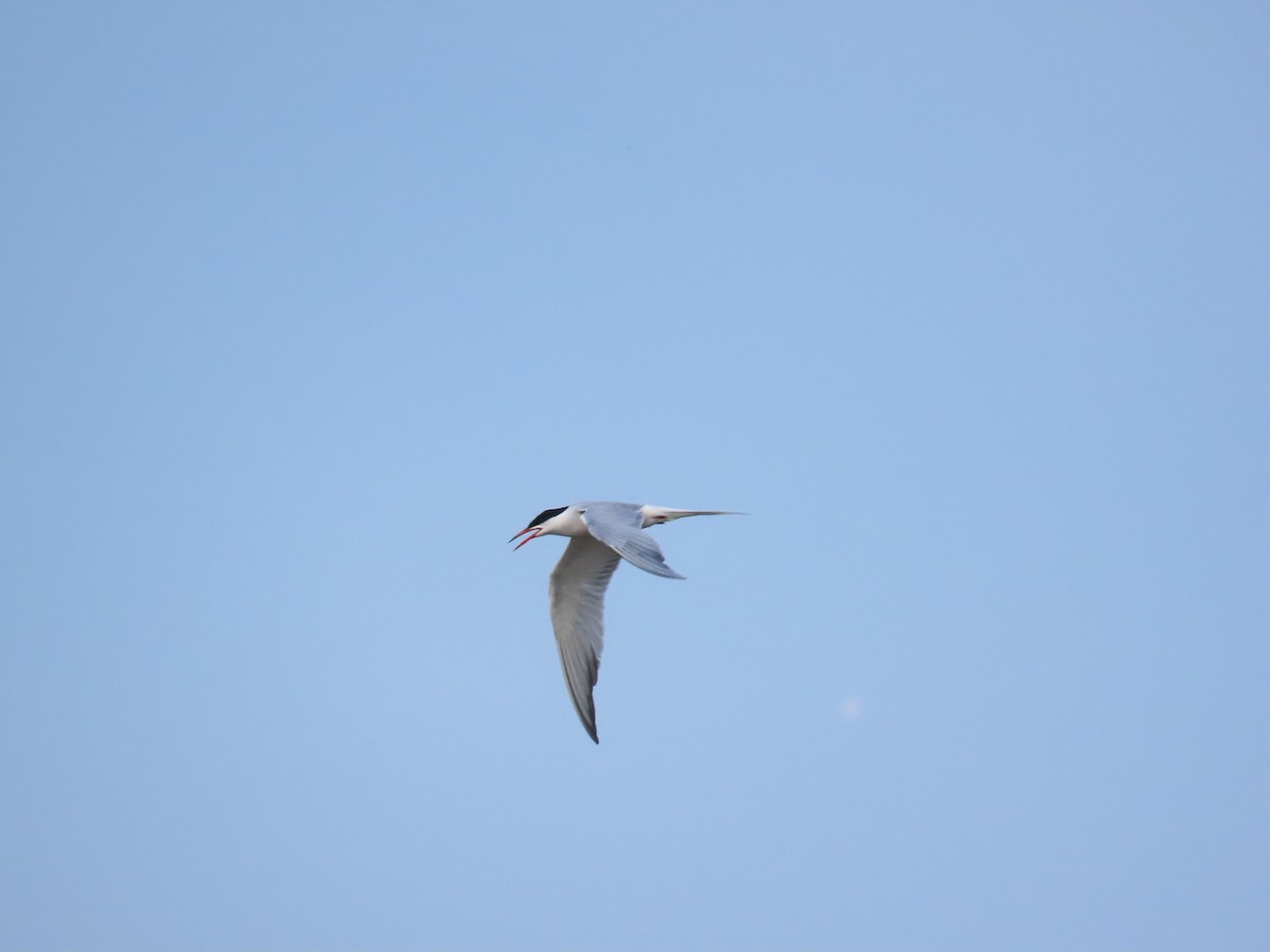 Sterne pierregarin - ML644686821