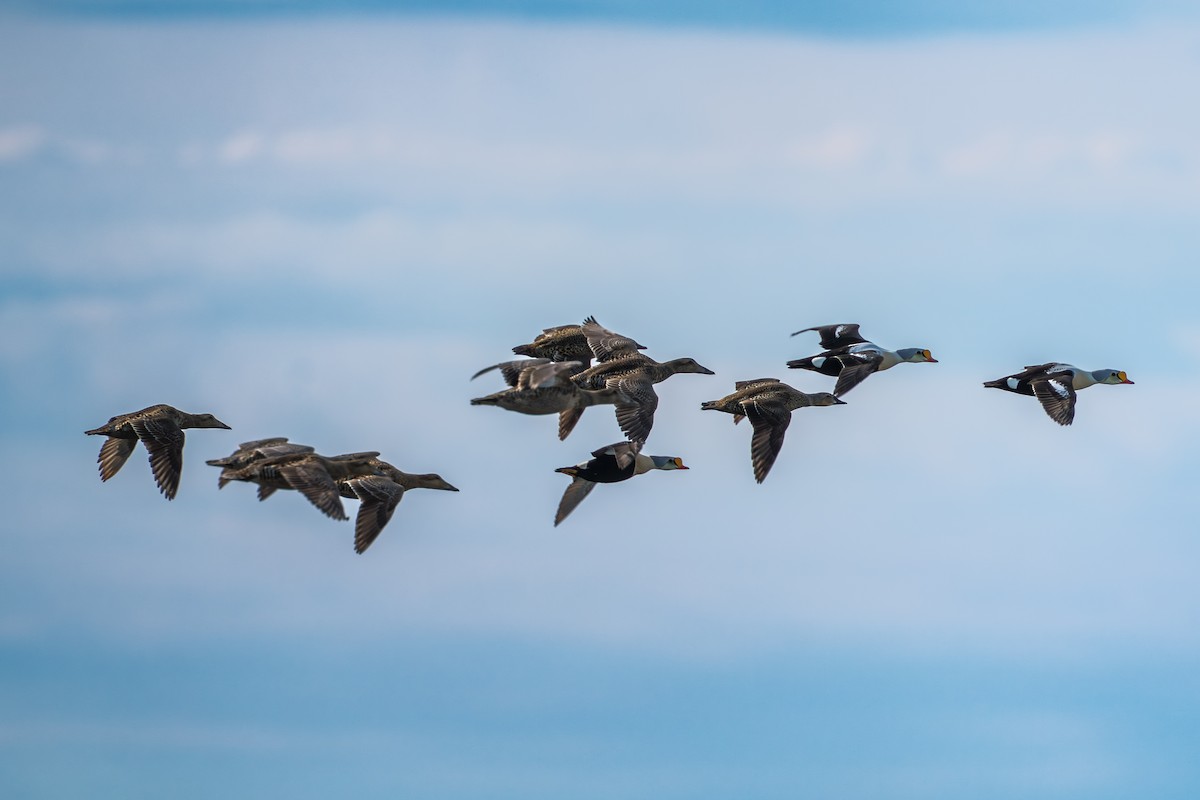 Eider à tête grise - ML644686824