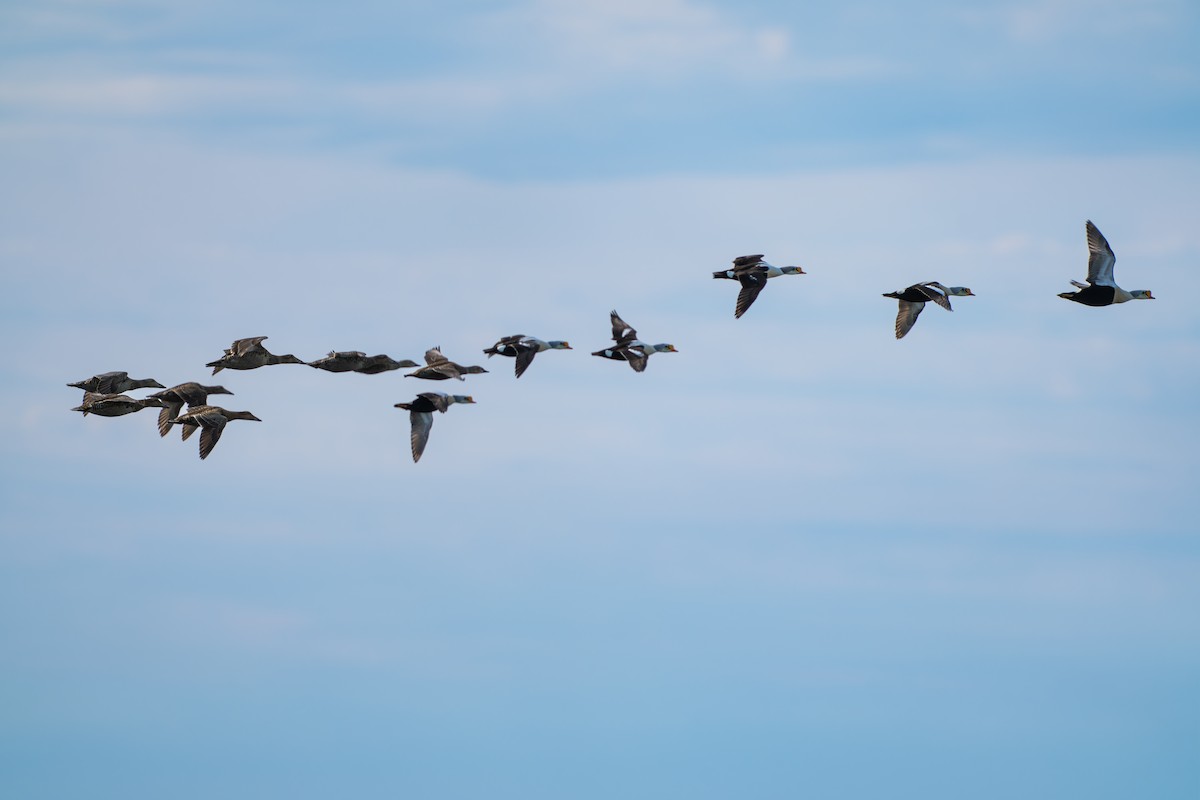 Eider à tête grise - ML644686825