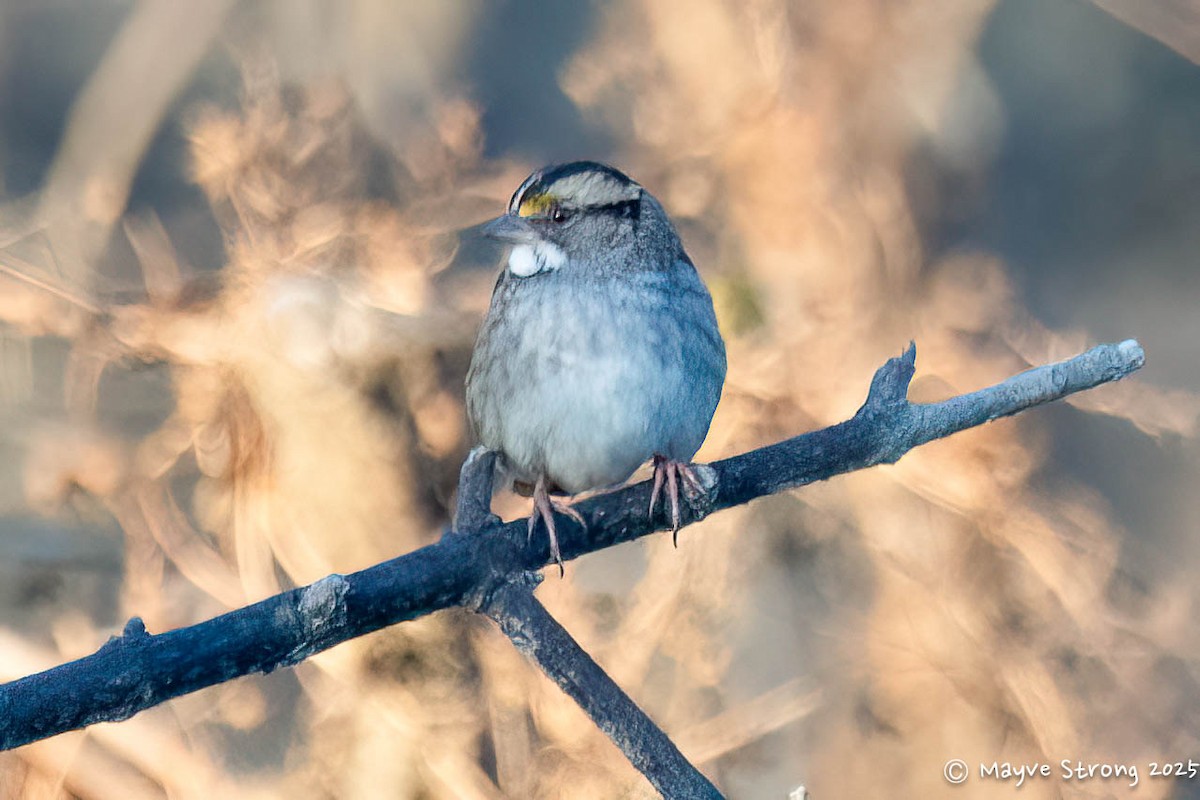 Bruant à gorge blanche - ML644686826