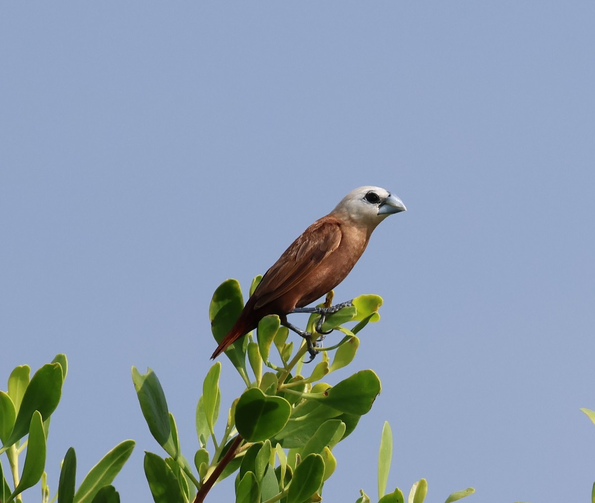 White-headed Munia - ML644686827