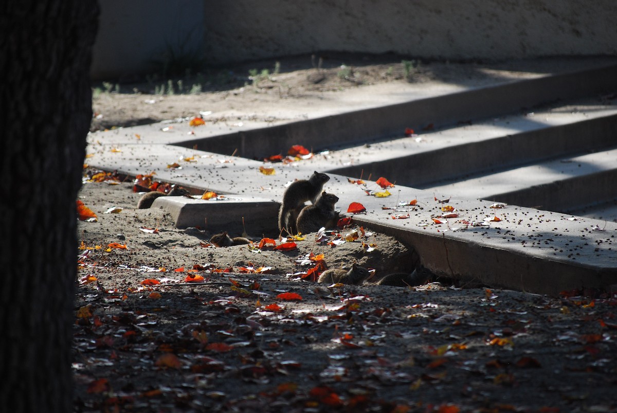 Squirrels - ML644686829