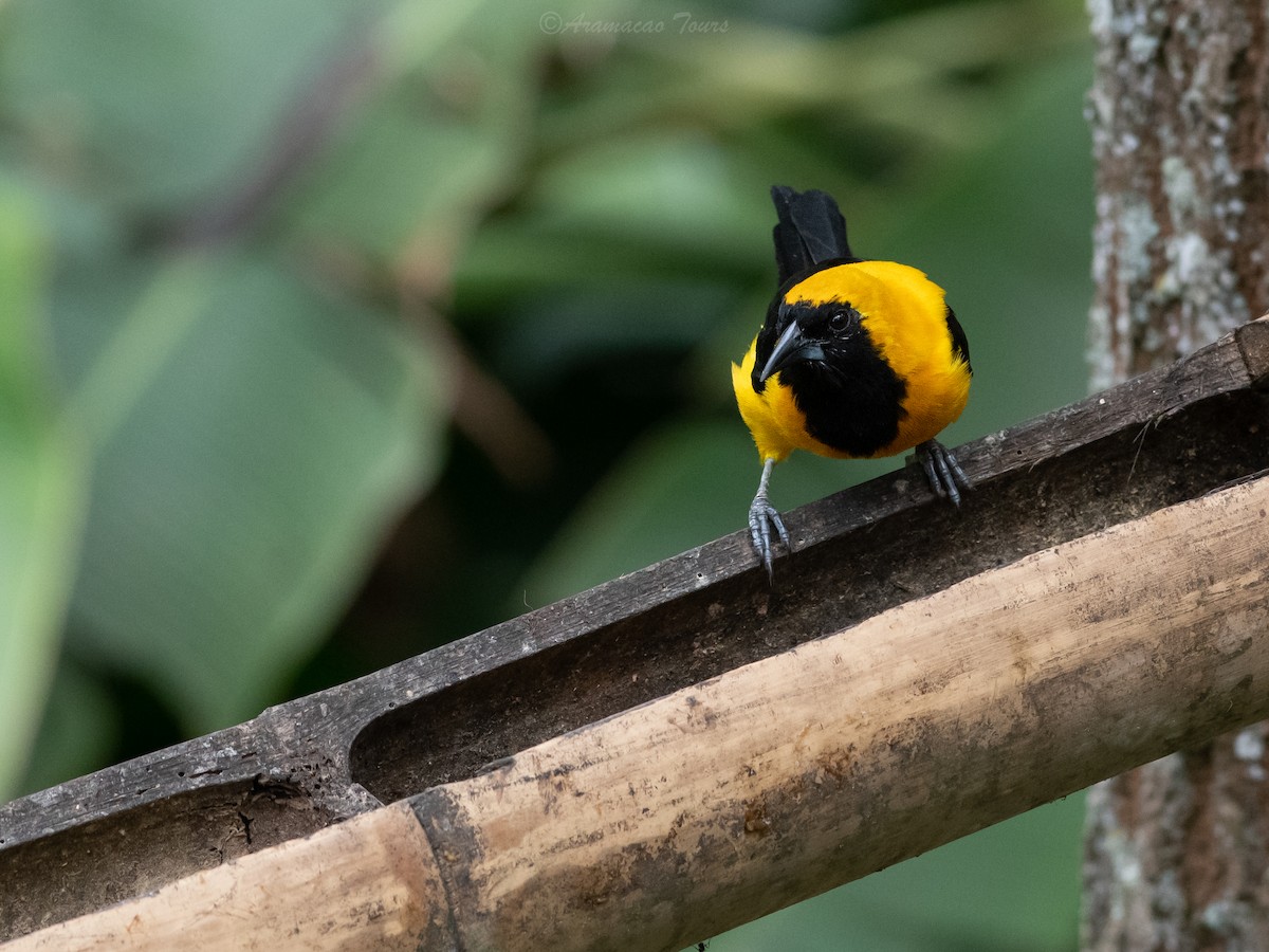 Yellow-backed Oriole - ML644686831