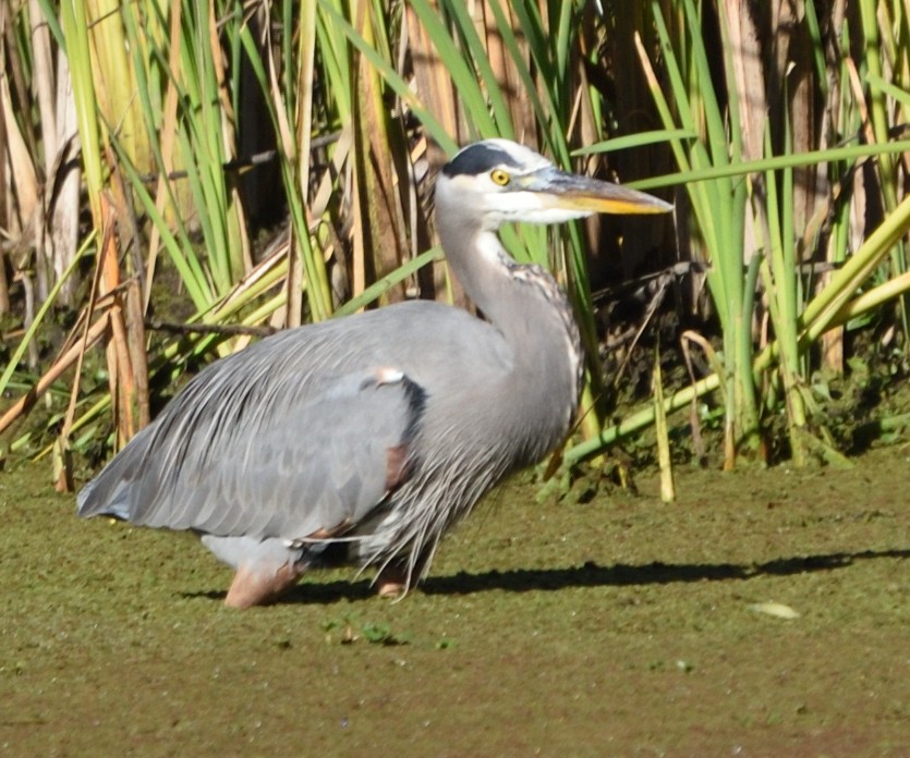 Great Blue Heron - ML644686833