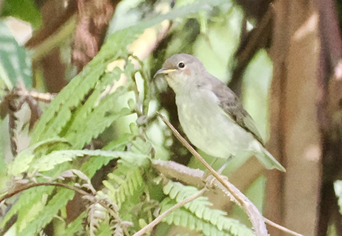 Scarlet Myzomela - ML644686834