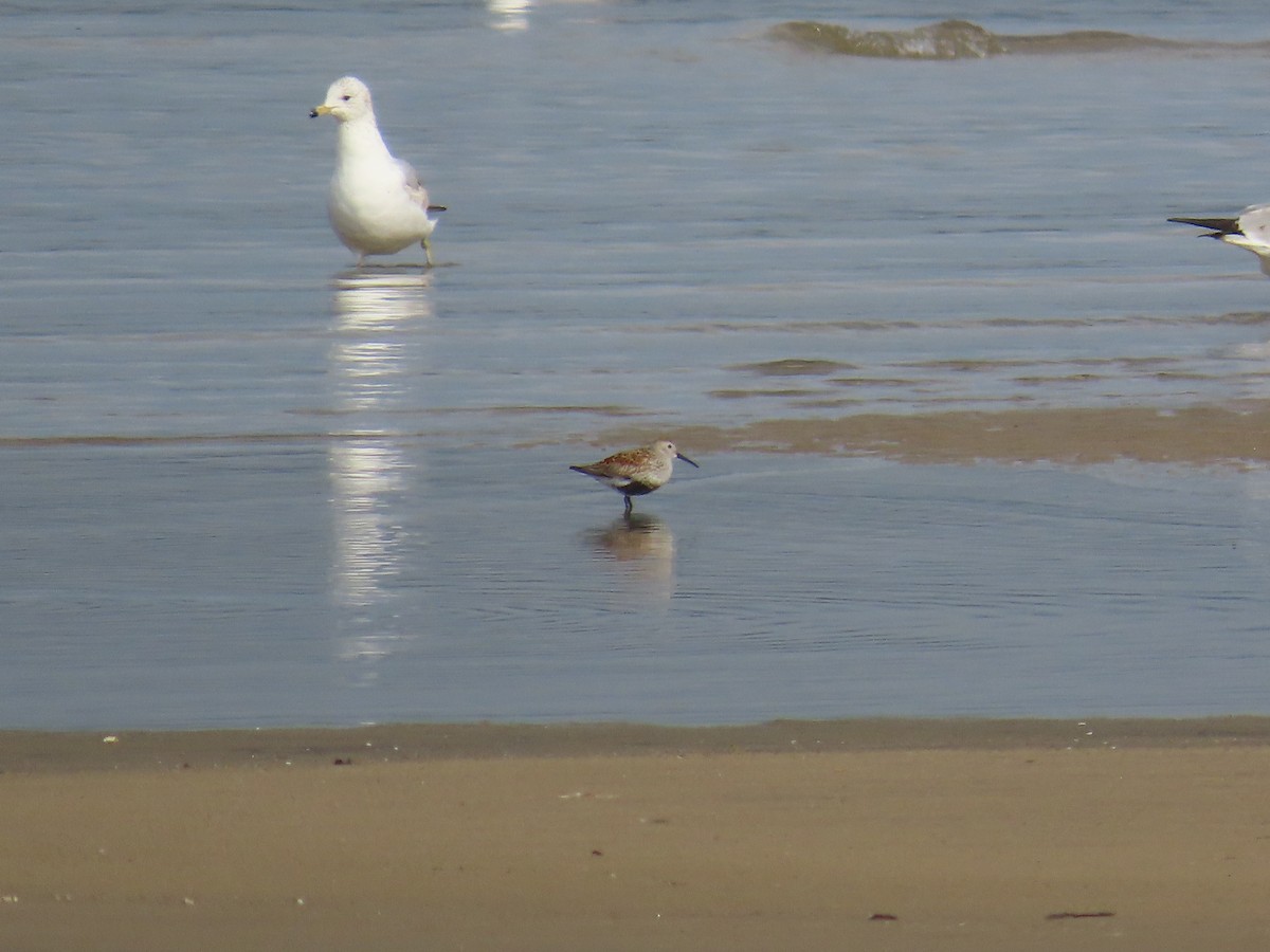 Bécasseau variable - ML644686835