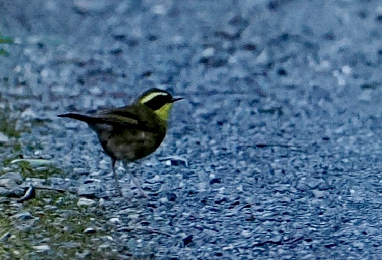 Yellow-throated Scrubwren - ML644686837