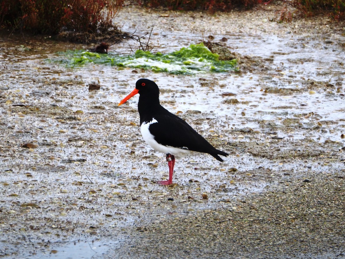 Australausternfischer - ML644686838