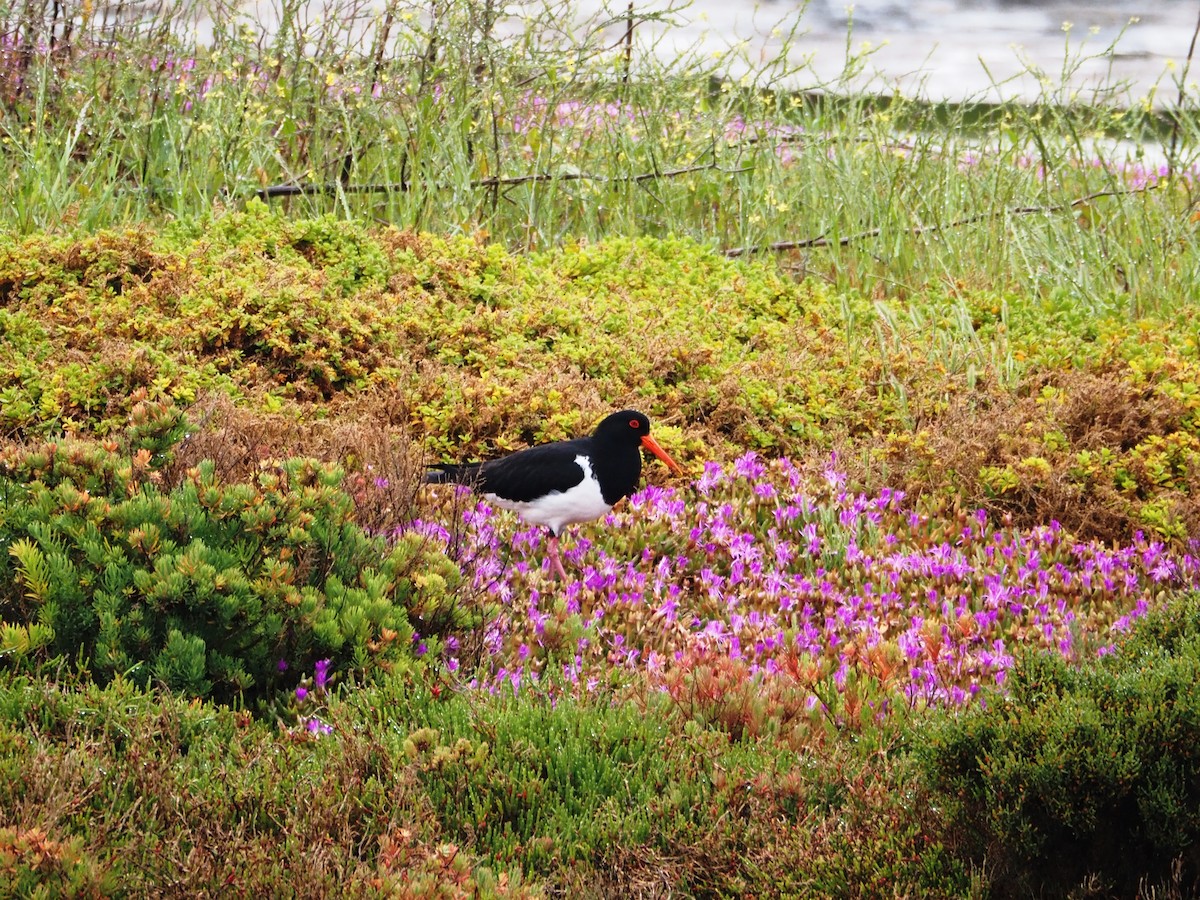 Australausternfischer - ML644686839