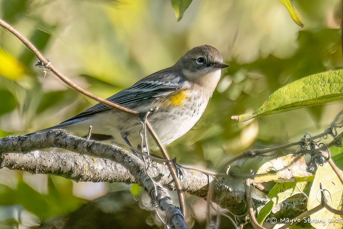 Paruline à croupion jaune - ML644686844