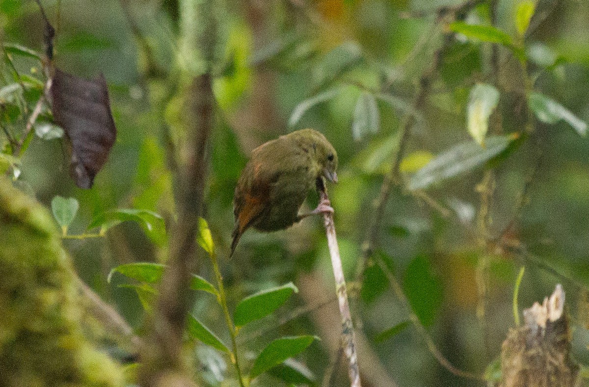 plognebb - ML644686846