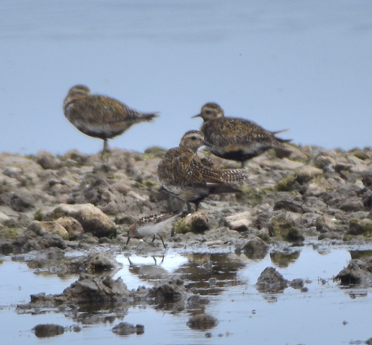 Pluvier doré - ML644686848