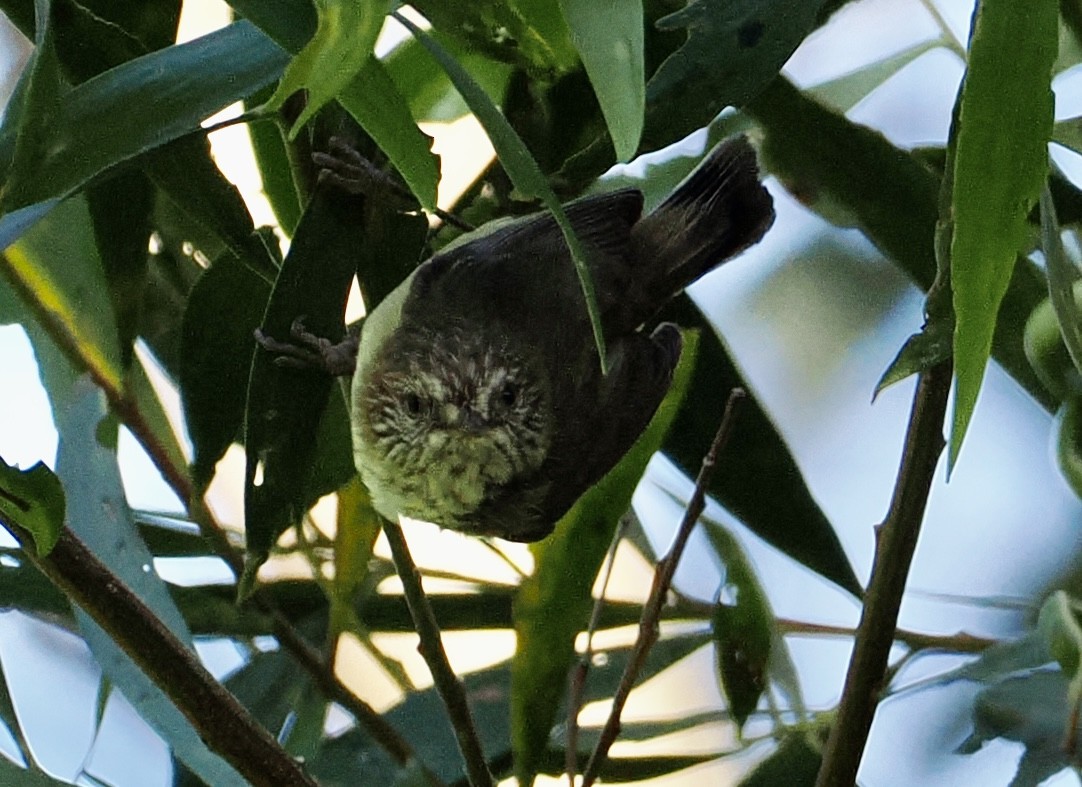 Striated Thornbill - ML644686850