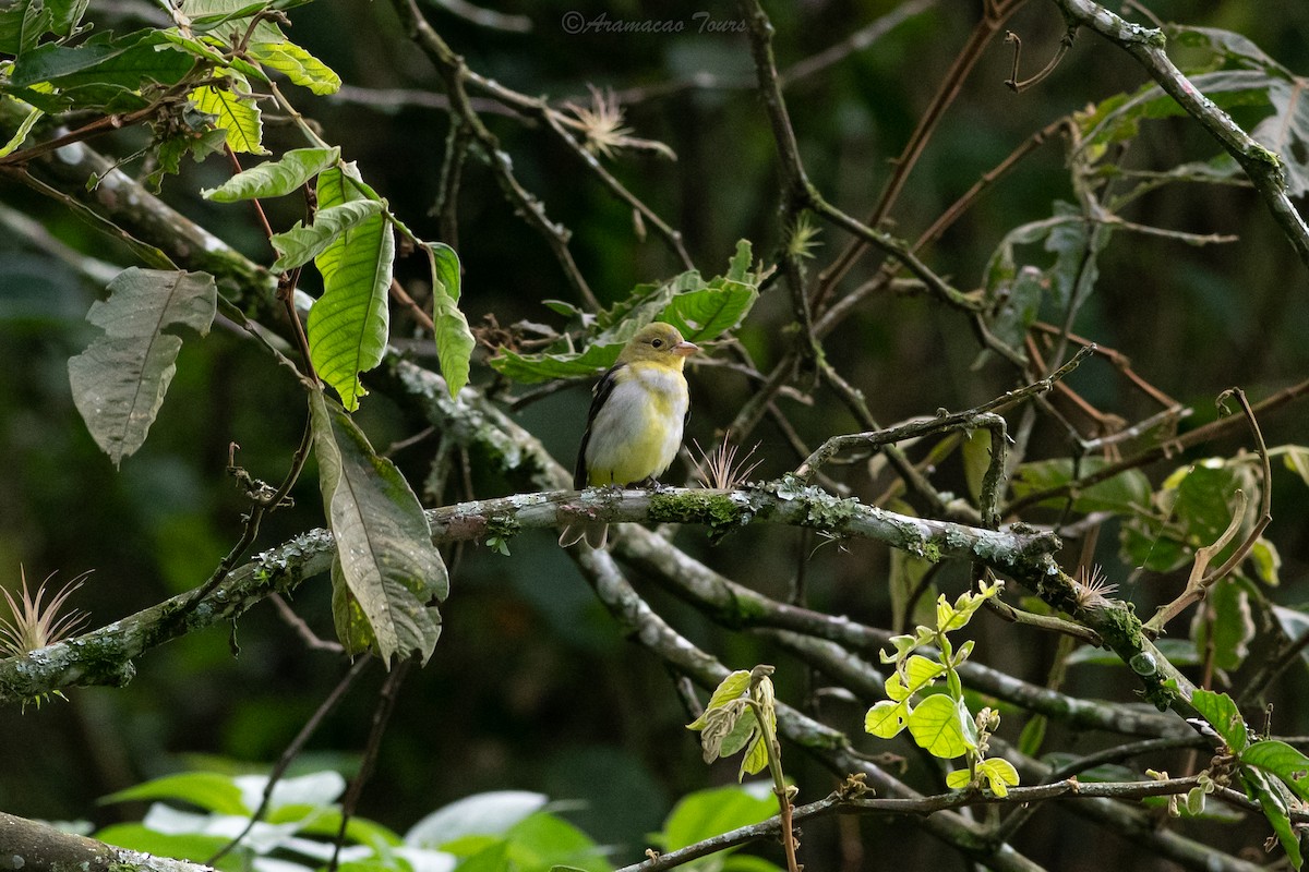 Piranga Escarlata - ML644686852
