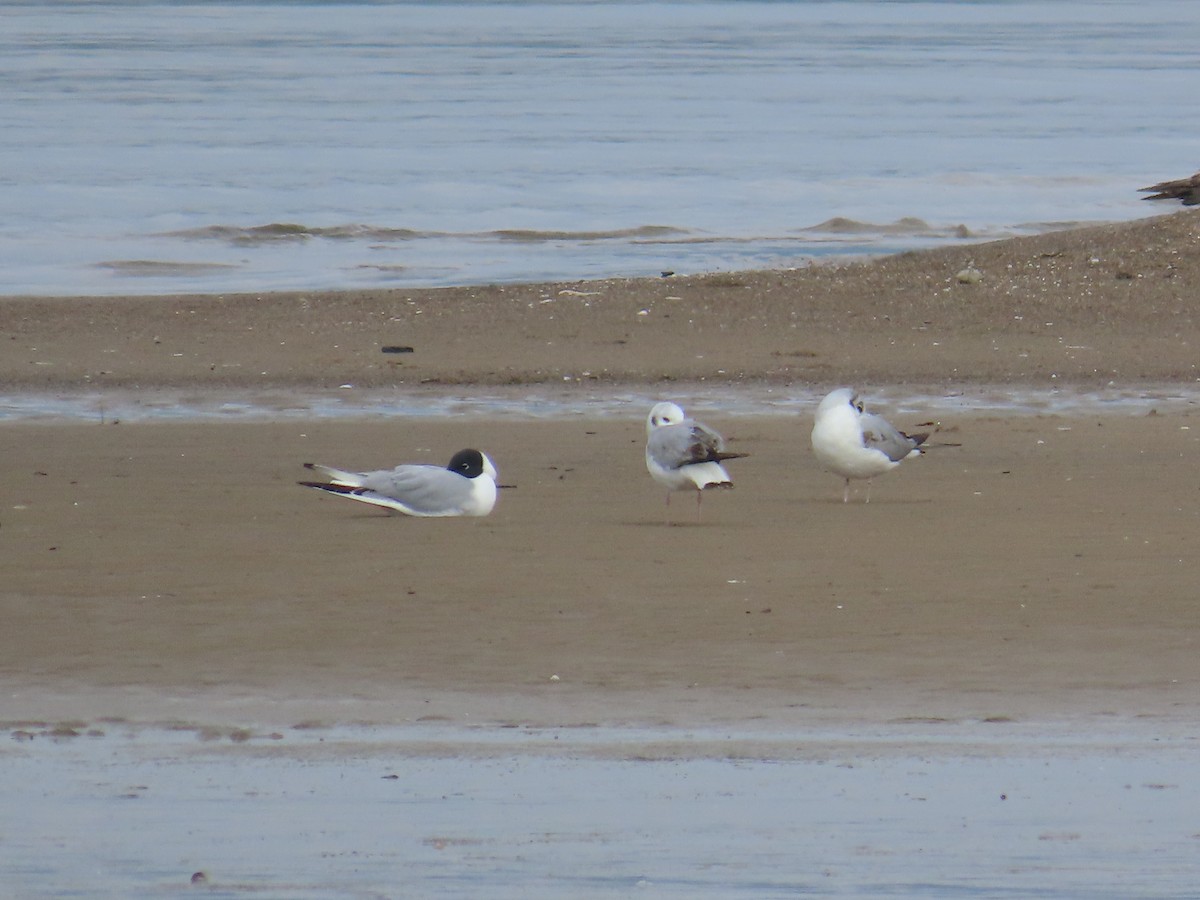 Mouette de Bonaparte - ML644686853