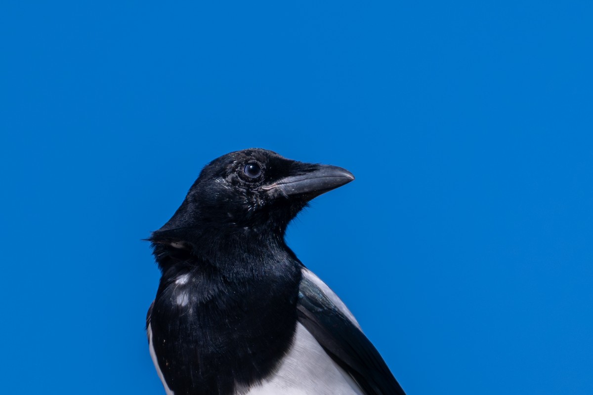 Pie d'Amérique - ML644686856