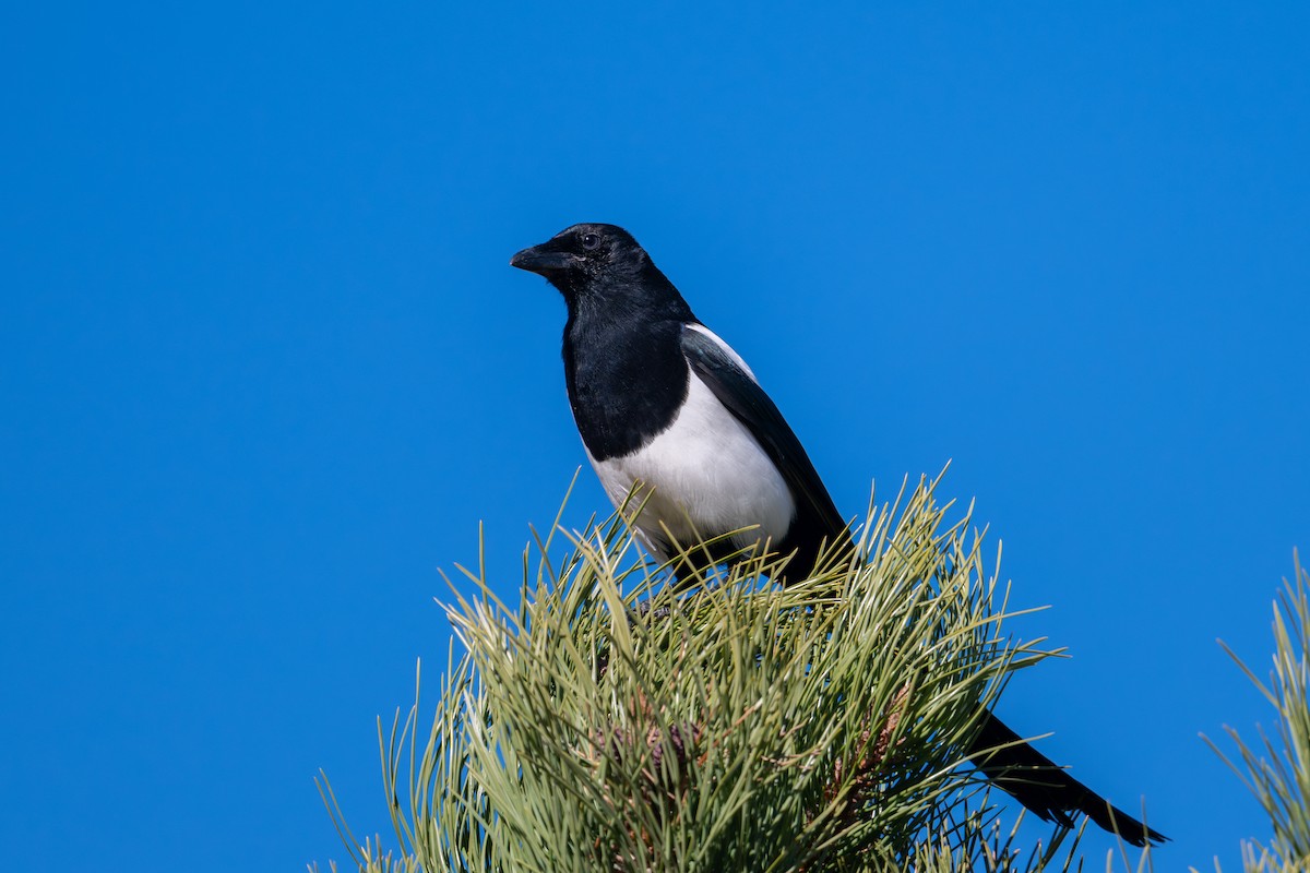 Pie d'Amérique - ML644686857