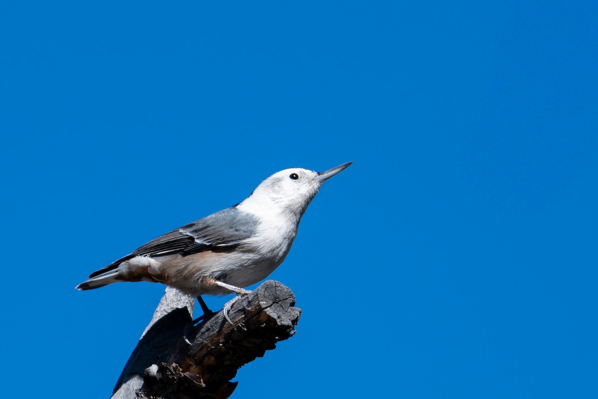 Sittelle à poitrine blanche (groupe lagunae) - ML644686859