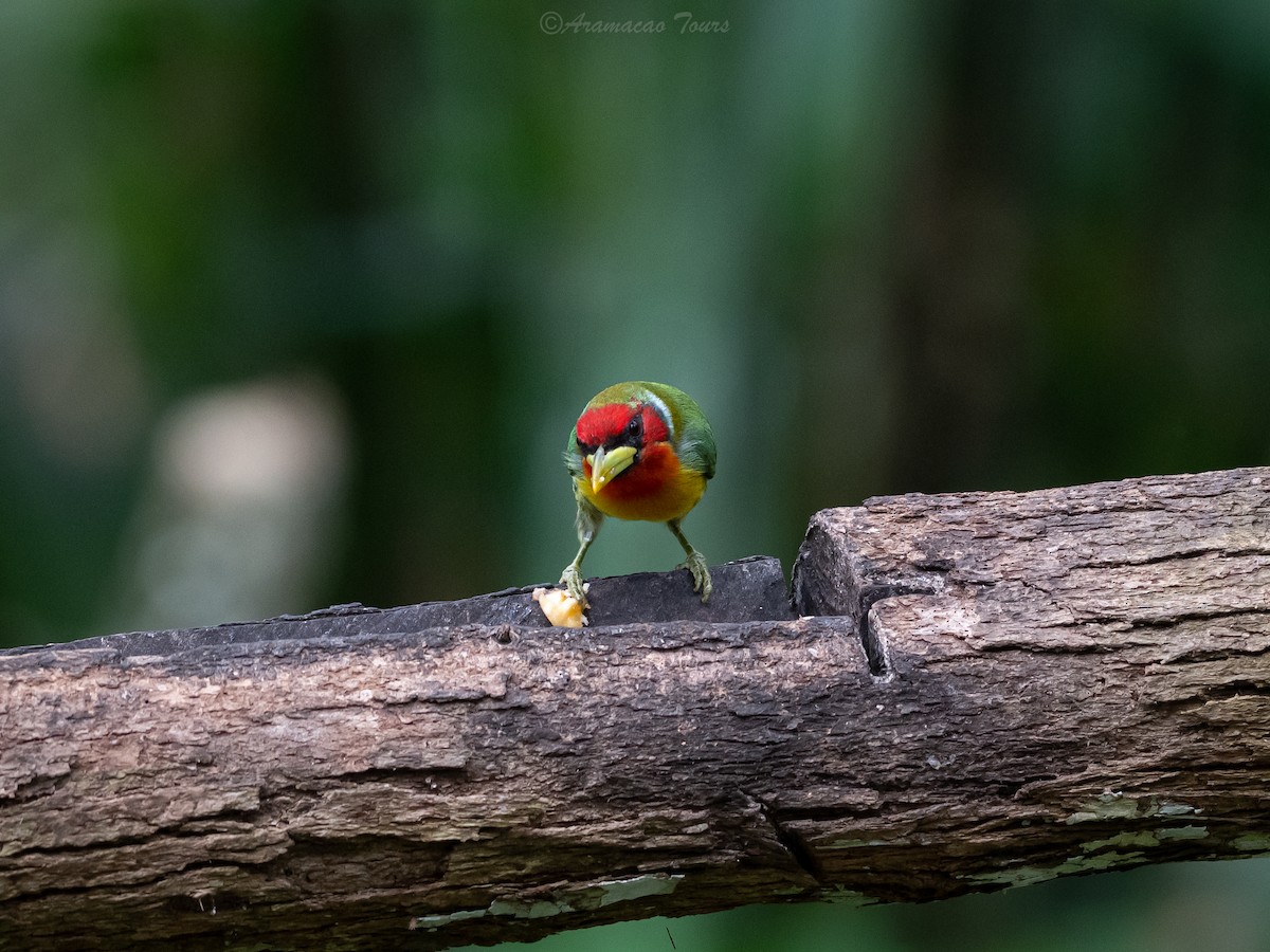 Red-headed Barbet - ML644686860