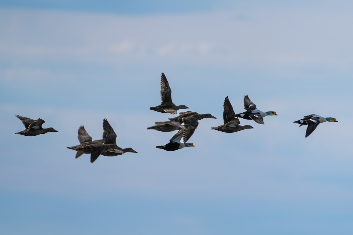 Eider à duvet - ML644686861