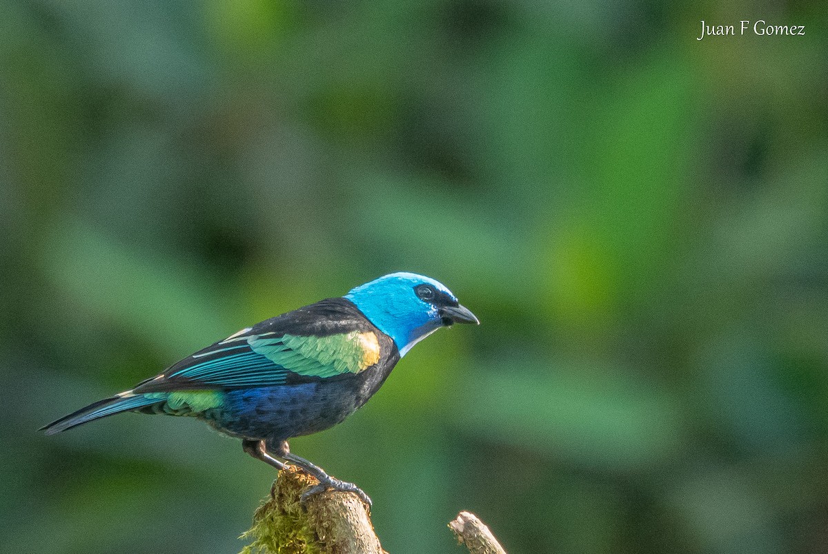 Blue-necked Tanager - ML644686862