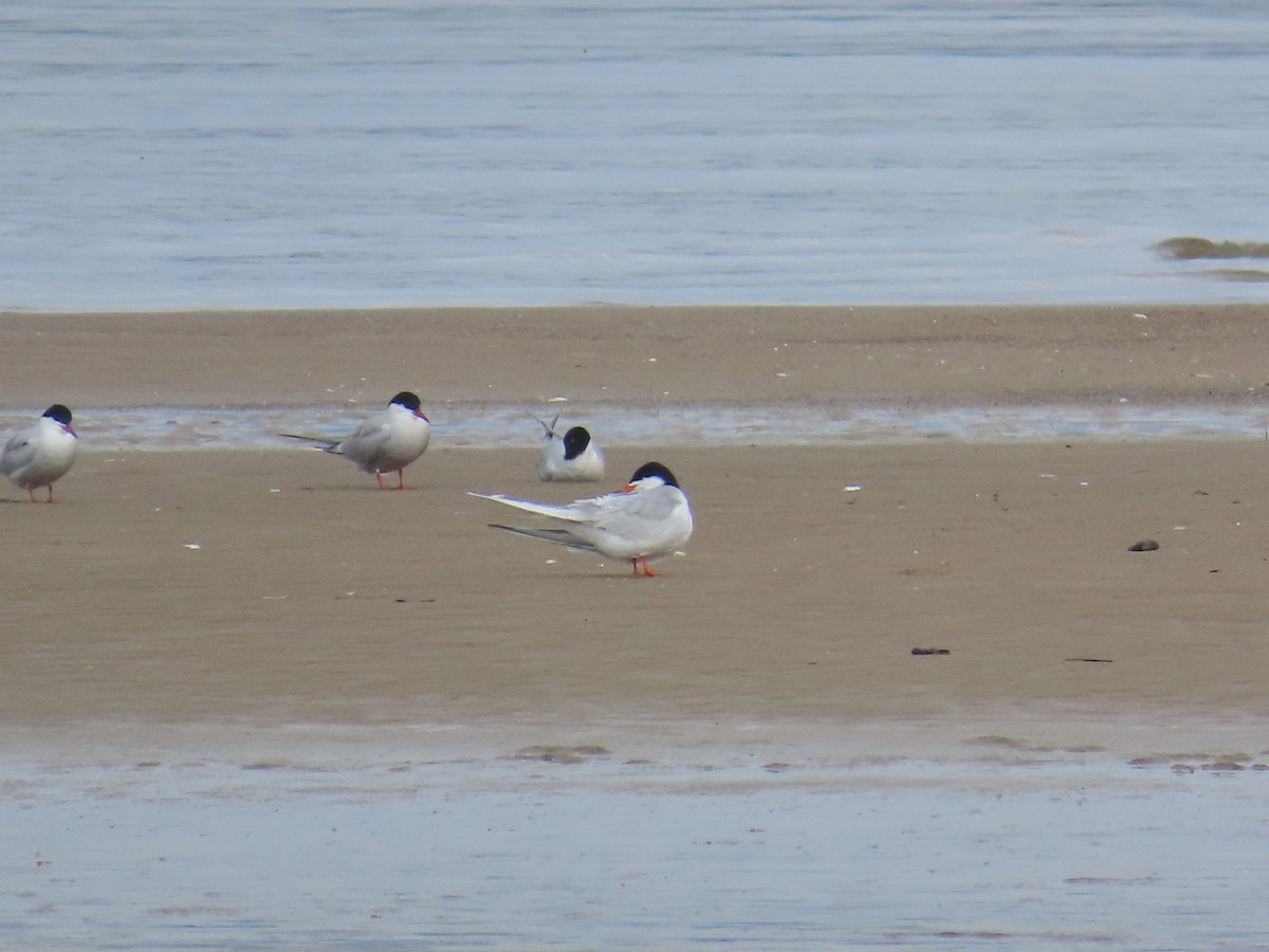 Sterne de Forster - ML644686863