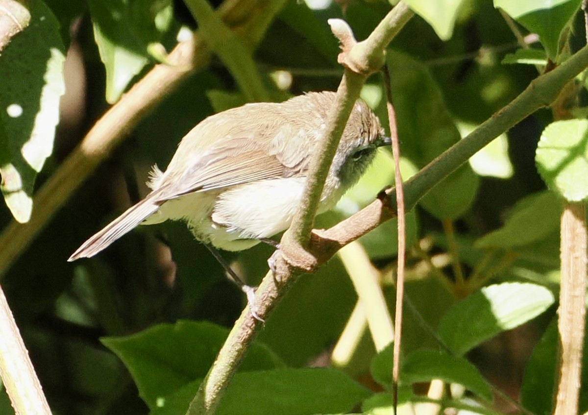 Brown Gerygone - ML644686864