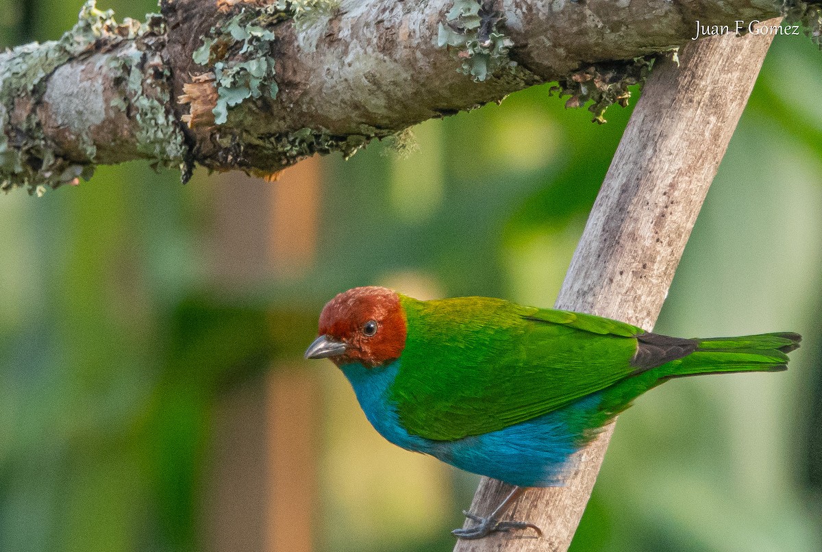 Tangara Cabecibaya - ML644686865