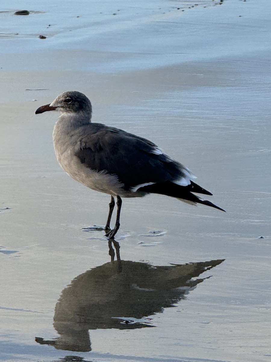 Goéland de Heermann - ML644686867