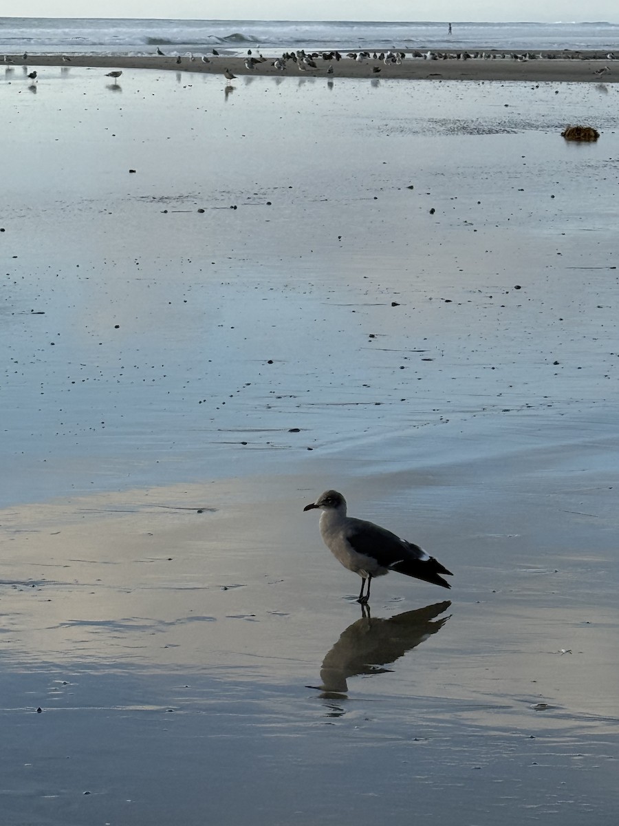 Goéland de Heermann - ML644686868