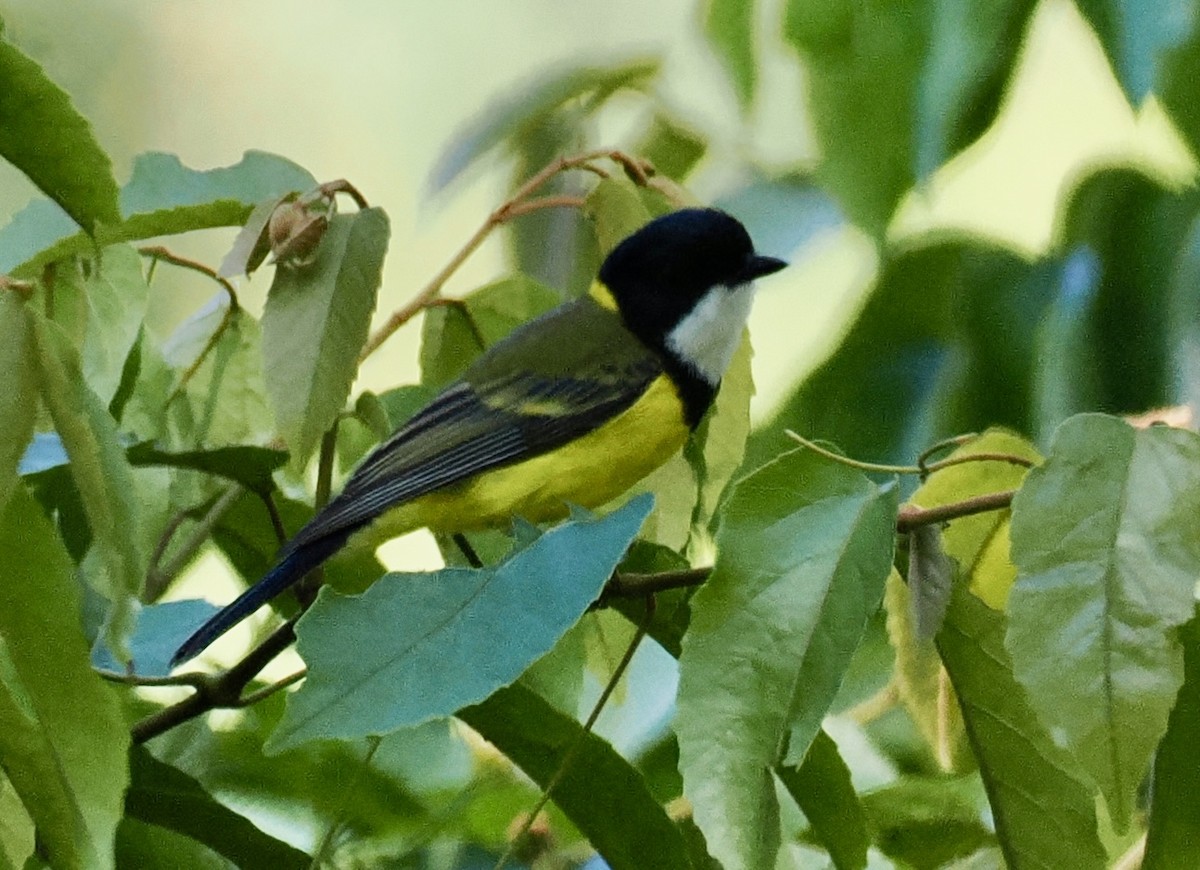 Golden Whistler - ML644686869