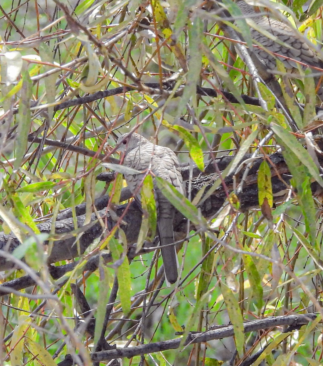 Inca Dove - ML644686870