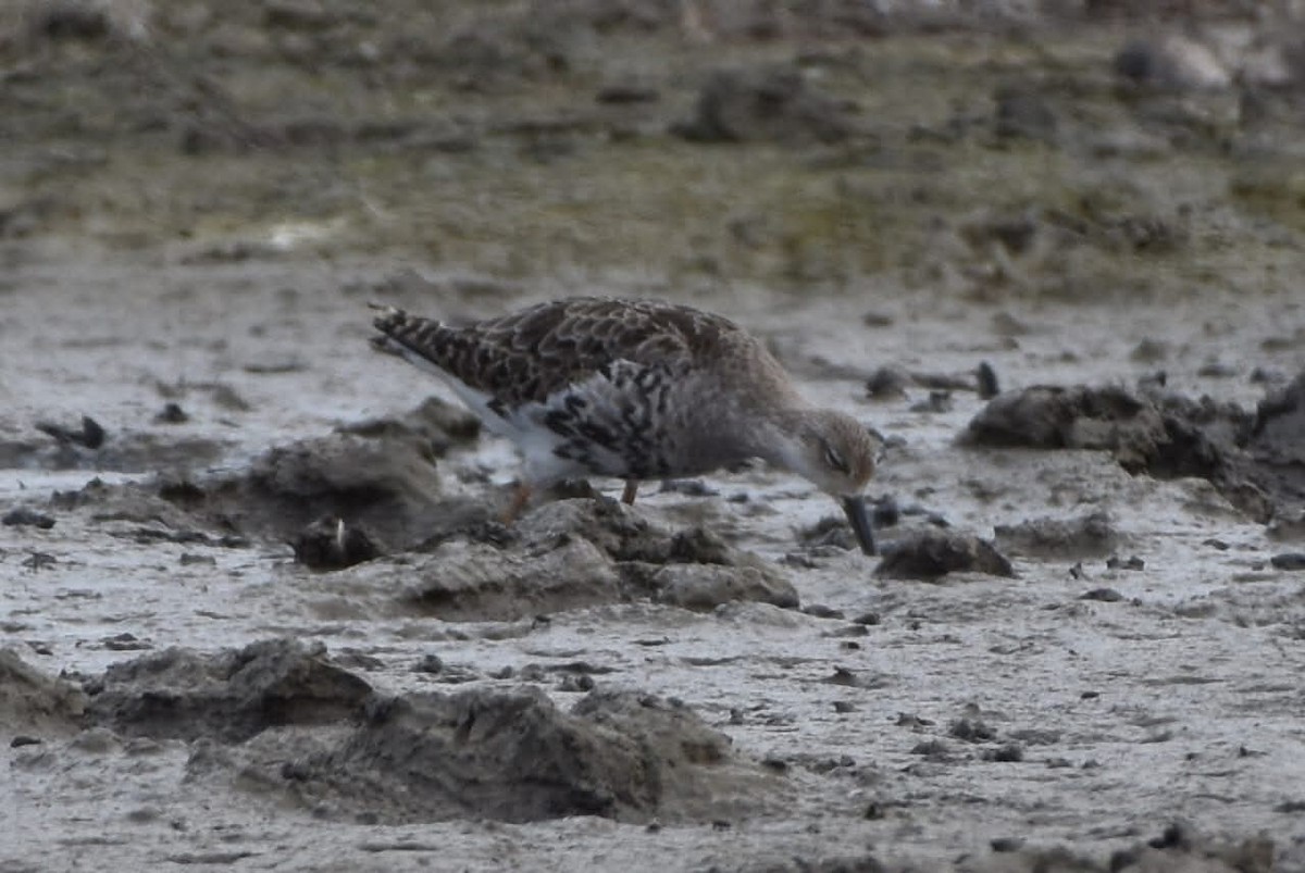 Combattant varié - ML644686871