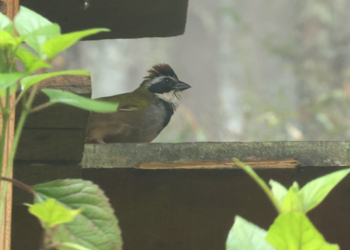 Окаї - ML644686872