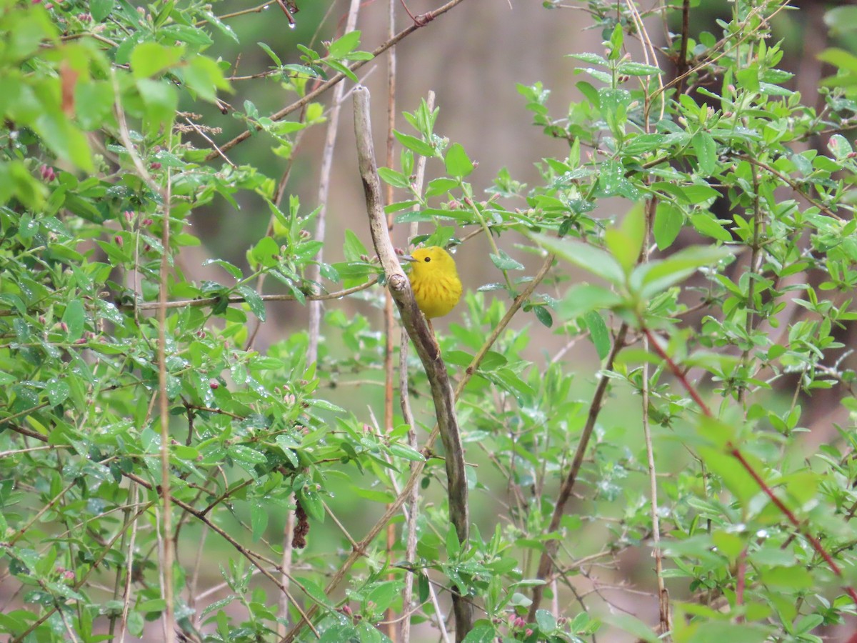 Paruline jaune - ML644686874