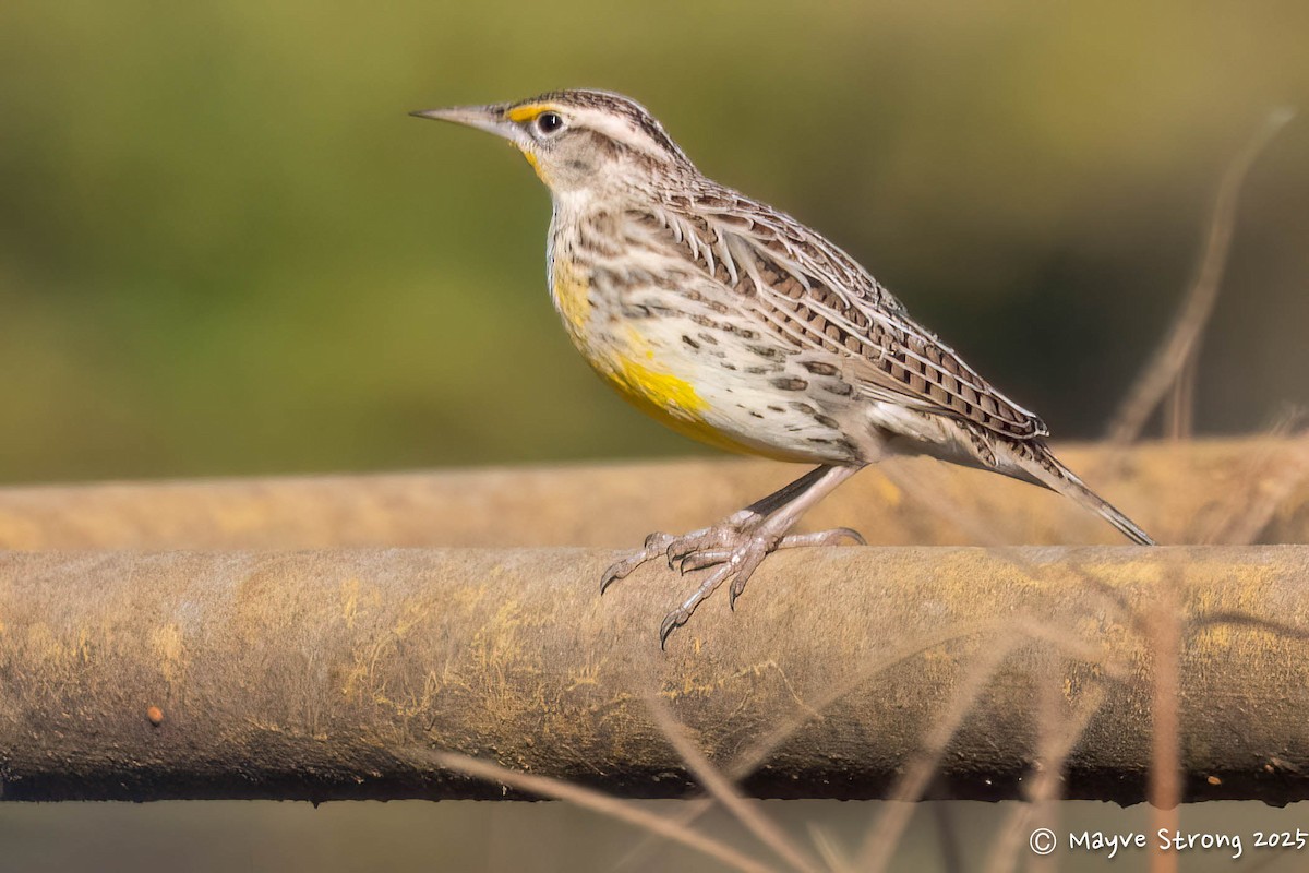 Sturnelle de l'Ouest - ML644686875