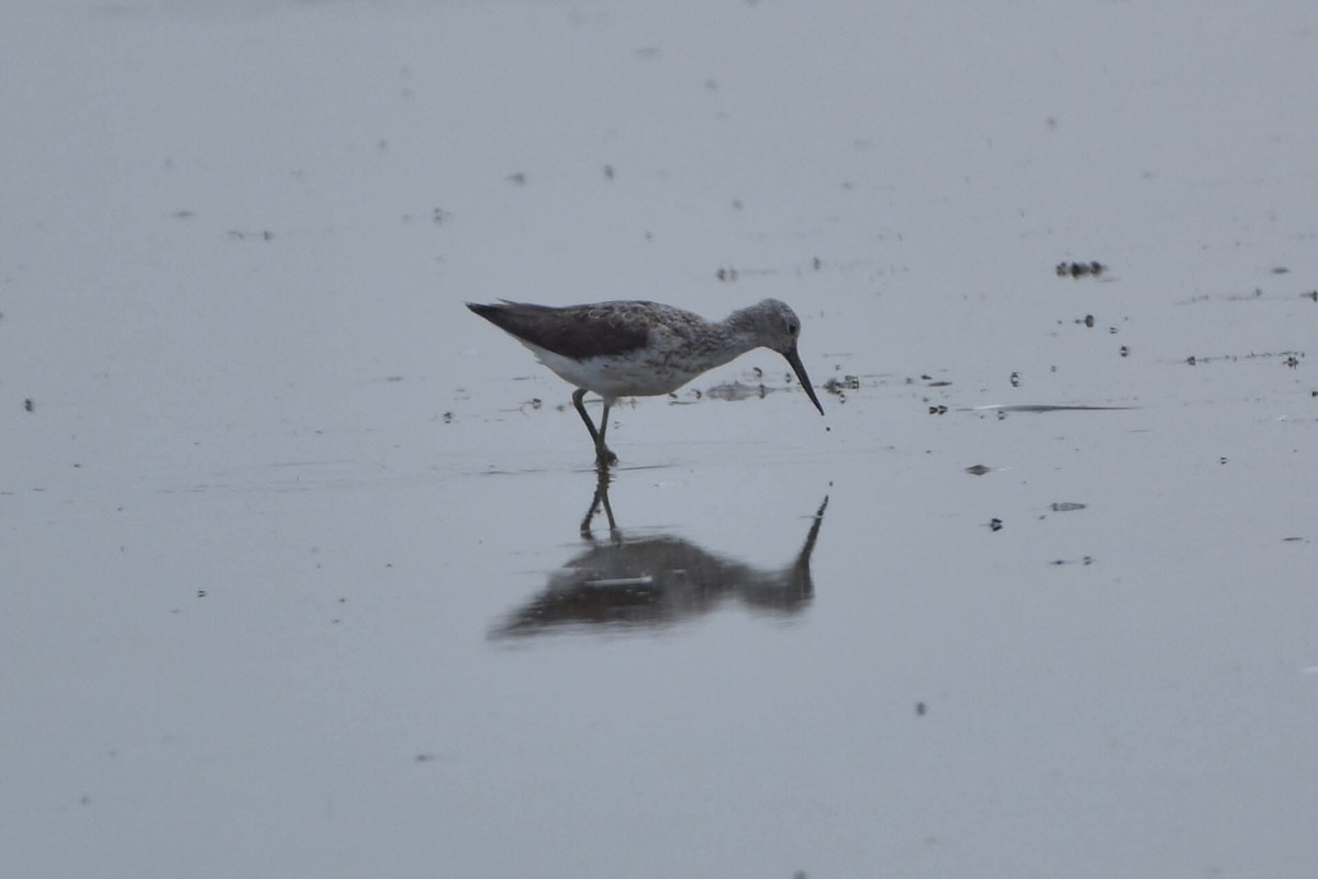 Chevalier aboyeur - ML644686876