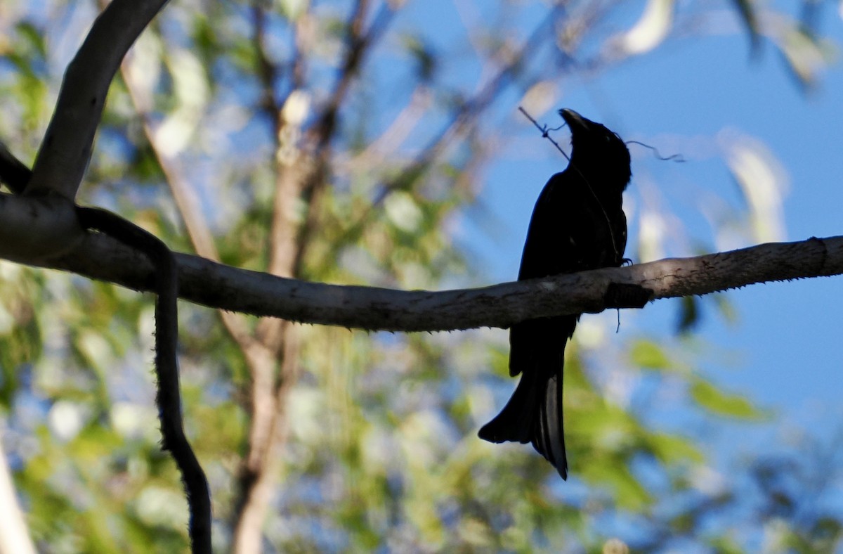 Spangled Drongo - ML644686878